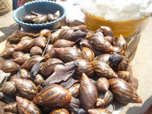 Giant Snails at the Market